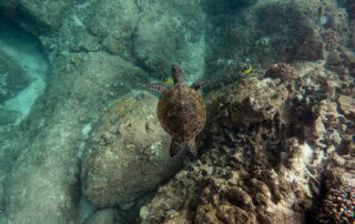 Galapagos in Grandeur: A Luxury Expedition Like No Other Galapagos