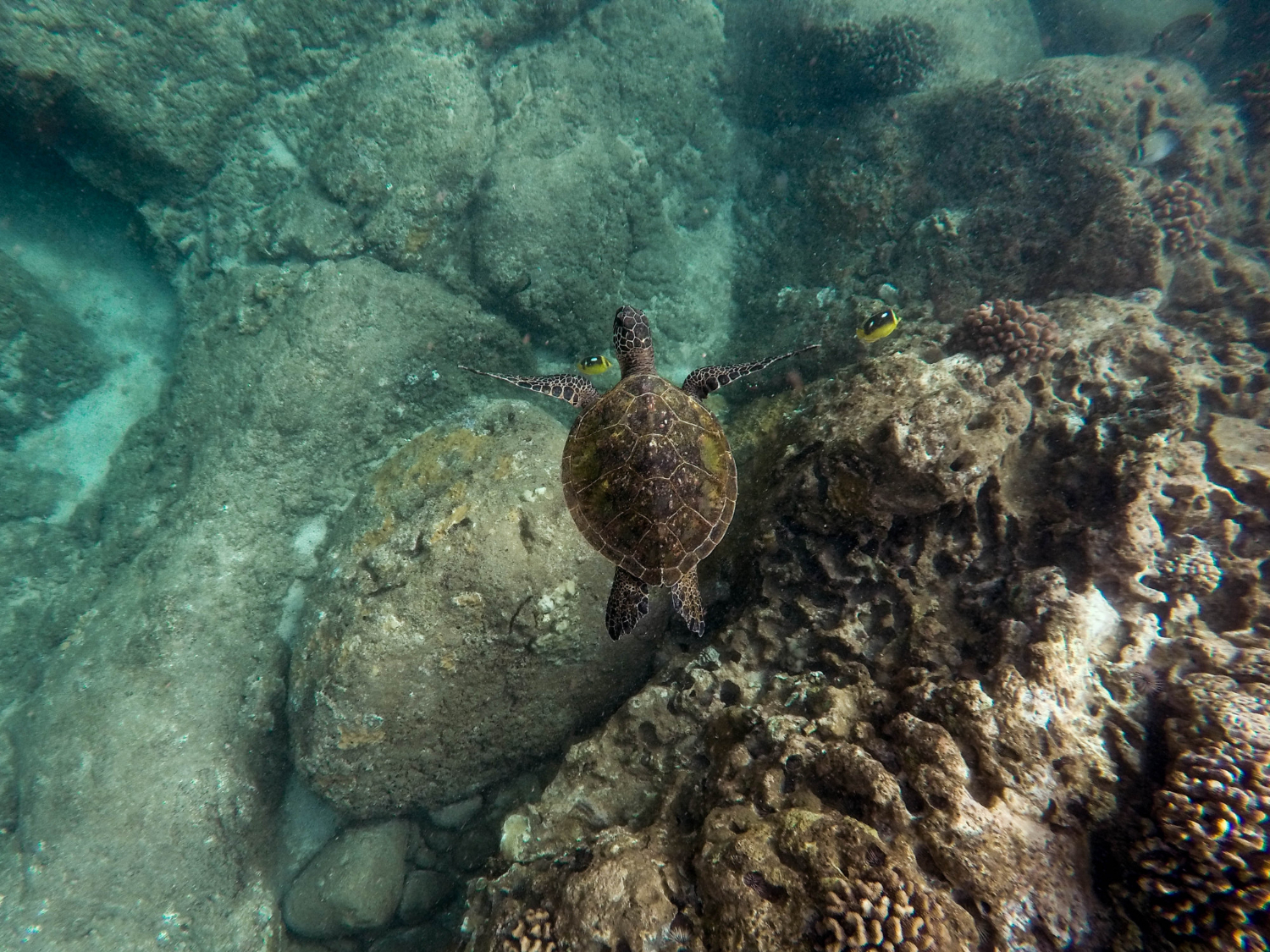 Galapagos