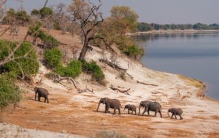 Opulence Untamed: Chobe's Premier Safari Lodges tmpevaq5432