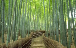 Arashiyama's Luxe Inns: A Journey into Elegance Arashiyama