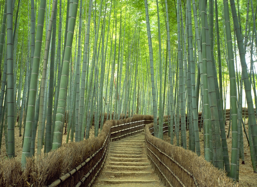 Arashiyama