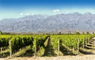 Malbec