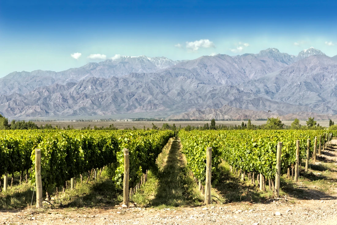 Malbec