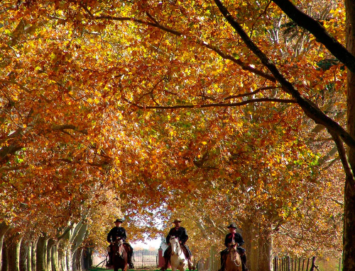 Polo Season Argentina: Estancias, Open and 2026 Travel Guide