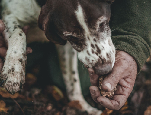 Truffle Hunting Piedmont: Alba White Truffle Experience (2026)
